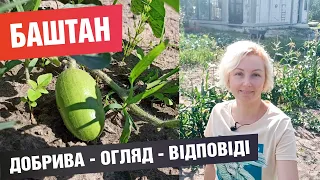 Чим підживити кавуни / дині? Огляд баштану та відповіді на поширені запитання