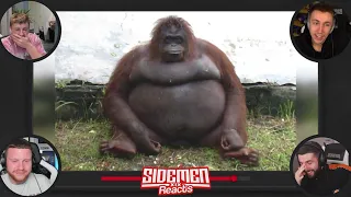 Fat Orangutan makes W2S real laugh