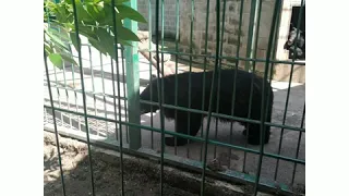 Бердянский зоопарк "Сафари" 2020 .