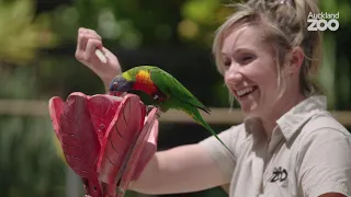Flight school - connecting people with wildlife