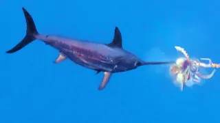 Swordfish Attacks Giant Squid!! Catch & Cook