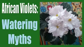 African Violets: Top 5 Watering Myths