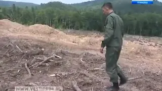 Уничтожение леса в Уссурийской тайге