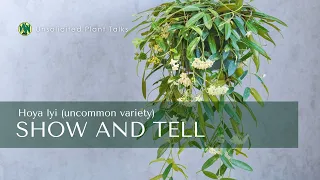 Hoya lyi (uncommon variety) | Show and Tell