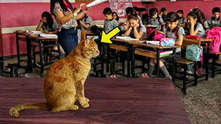 Stray Cat Came To a Math Class Every Day, Then The Unimaginable Happened!