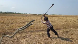 Primitive technology-Smart boy- Catch and Cooking Snake-Eat deliciously