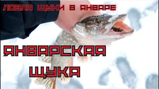 Ловля щуки в январе. Как ловить щуку в январе? Поиск и ловля щуки. Погода и поклевки.