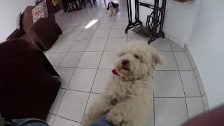 Video de mis perritos - En Tarija, Bolivia