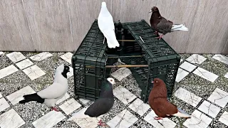 Catch pigeons with fruit baskets | Making easy and interesting bird traps