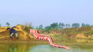 Big Anaconda chasing in real life ।