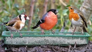 Garden Birds Extravaganza - Pájaros - Vögel - Oiseaux - Vogels - Fåglar