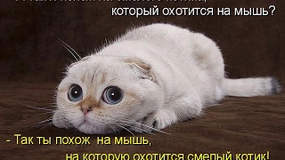 Смешные картинки про кошек и котят Выпуск №81  FUNNY CATS СМЕШНЫЕ КОШКИ