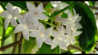 Приметы и суеверия о жасмине (стефанотисе): добрые ли они и можно ли держать комнатный цветок дома?