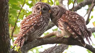 Barred Owl Courtship 4K #nuzzle #owl #barredowl #bird #birding #nature #wildlife