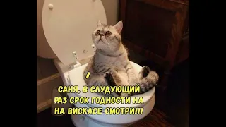✔️💝Самые смешные кошки:Котята танцуют прикольное видео-самое короткое и смешное видео.
