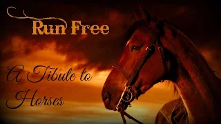 Run Free // A Tribute to Horses