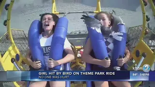 New Jersey teen hit by seagull while mid-air on amusement park ride