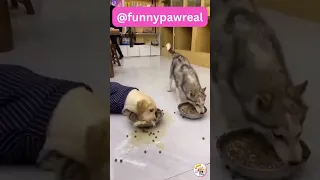 Funniest Animal Videos😂 - Funny Cats😹 and Crazy Dogs🐶 Videos 2023!#274.mp4