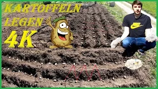 Vorgekeimte Kartoffeln im eigenen Garten legen (setzen/pflanzen) - Videoanleitung - 4K