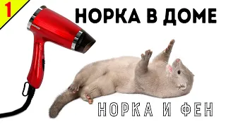 НОРКА В ДОМЕ 1. Норка и фен