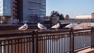 ONE SHOT ONLY Street Photography Challenge POV - Canon EOS RP w/ Sigma 24-70 2.8