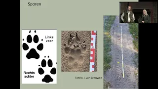 (Hoe gaan we om met) De wolf in Nederland - Lennard Jasper  & Jeannet Hulshof (Beheerdersdag 2020)