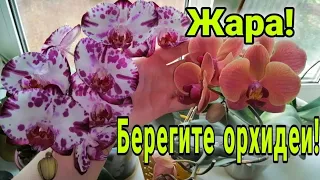 Не делай это с орхидеей в жару ☝️ Как помочь цветам в сильную жару.