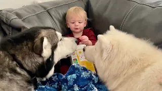 Can I Trust Giant Malamute and Husky With Baby Feeding Them