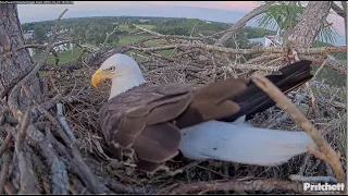 SWFL Eagles ~ F23 Lies In Nest FIRST TIME 💗 Two Matings, Morning & Evening For M15 & F23 💗 10.23.23