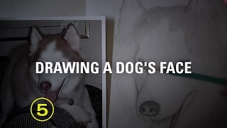No 10 - Draw a Dog's Face Accurately — A Drawing Critique