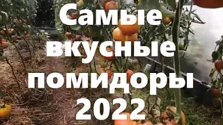 Итоги томатного сезона 2022. Самые вкусные  помидоры экзотических сортов