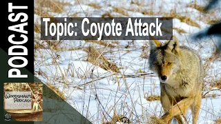 When Coyotes Attack (Woodsman's Podcast Clip)