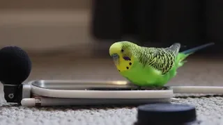 Talking Parakeet (Budgie) Talks Nonstop!!|Best talking Budgie |2 states