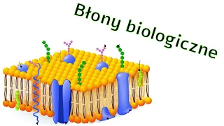 Błony biologiczne - Biologia w pigułce