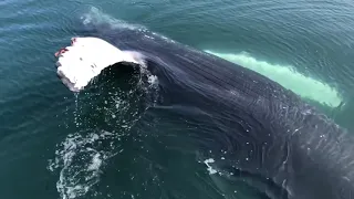 Friendly humpback whale hanging around the boat!