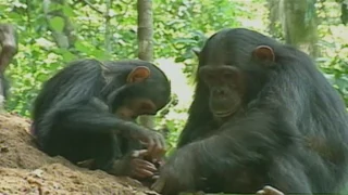 The Discovery that Started It All - Chimpanzee Toolmaking