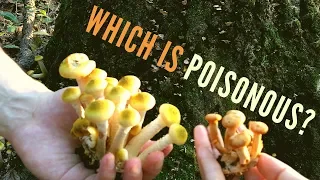 Poisonous Mushroom Identification for Beginners: Jack O' Lantern vs 6 Lookalikes