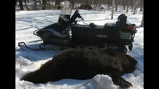 【ヒグマ】約300kgの大物を捕獲。追跡から捕獲までを撮影【有害鳥獣駆除】