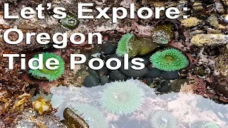 Let's Explore: Oregon Tide Pools