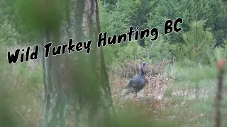 Wild Turkey Hunting BC 2021
