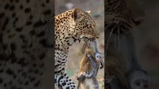 Baby monkey clings to its dead mother as leopard clamps । #shorts #viral #trending #maa