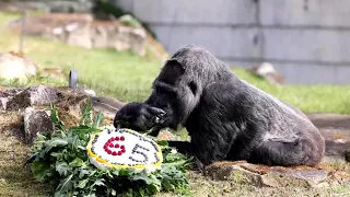 World's Oldest Gorilla Is Living Her Best Life