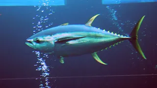 Facts: The Yellowfin Tuna