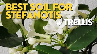 BEST SOIL for Madagascar Jasmine | Stephanotis Plant Care + Repotting with Trellis