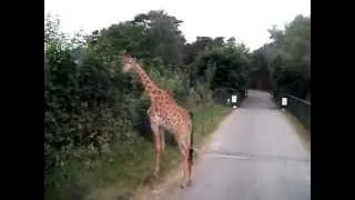 Busfahrt durch den  Serengeti Park Hodenhagen Teil 1, am Donnerstag den 13.06.2013