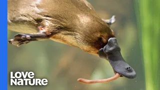 Platypus vs. Platypus | Battle for Dominance