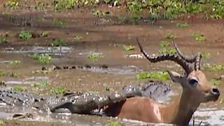 Lucky Impala Escapes From Crocodile