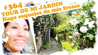 🌹 TOUR DE MI JARDIN, Hago esquejes de mis fresas 🍓 ~ Mandarina con Mate