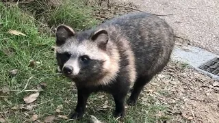 A raccoon dog who wants to participate in a cat gathering