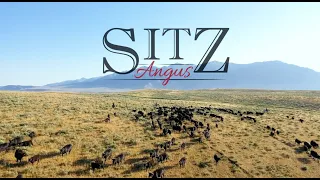 Sitz Angus Ranch  - Dillon & Harrison Montana